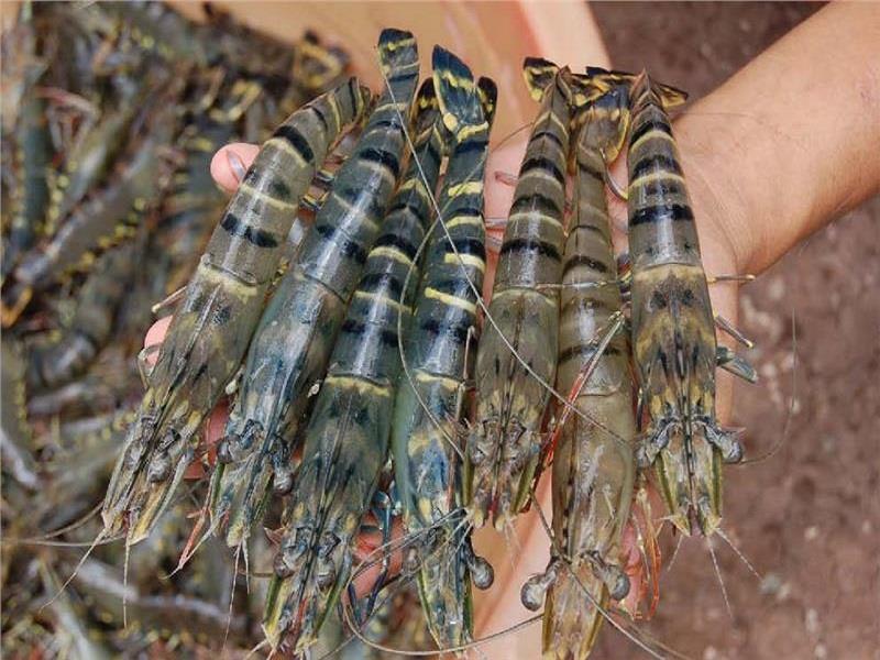 Vietnam shrimp export