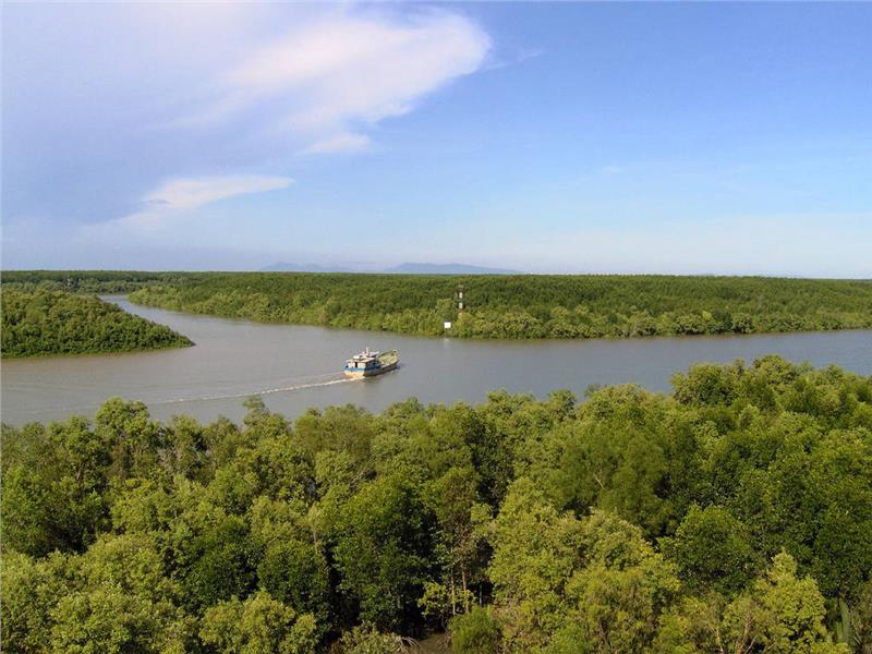 Mangrove forest in Lo Ren river