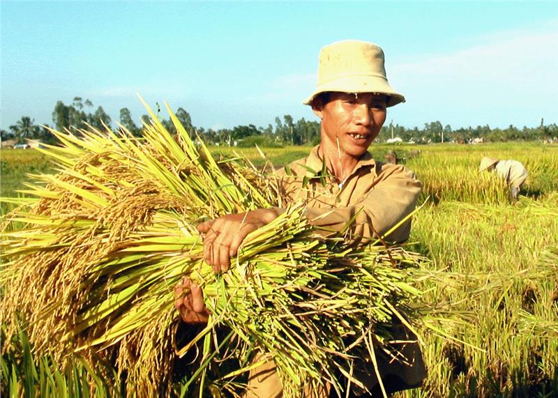 Rice harvesting in Red River Delta