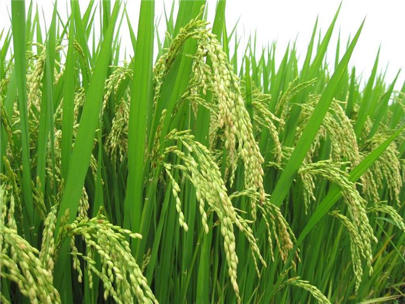 Image of rice associated with Vietnam farmers