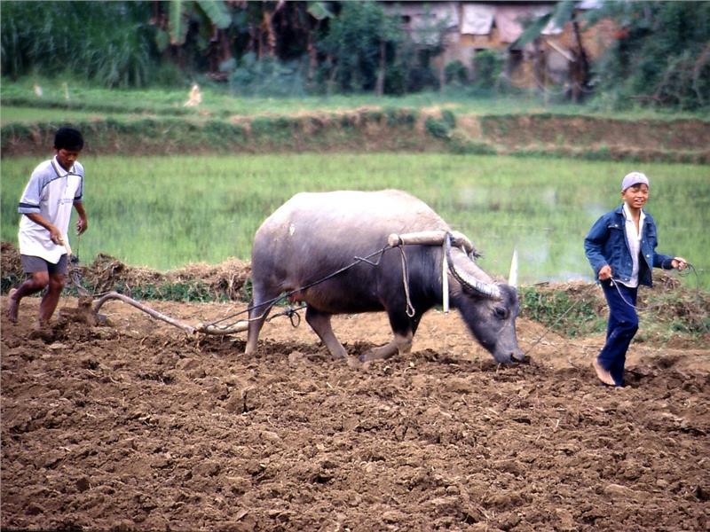 Rice Cultivation in Vietnam
