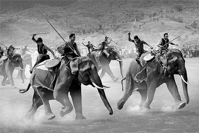 Photo Elephant racing of Tran Phong Photographer