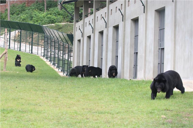 Vietnam Bear Rescue Centre adopts more moon bears