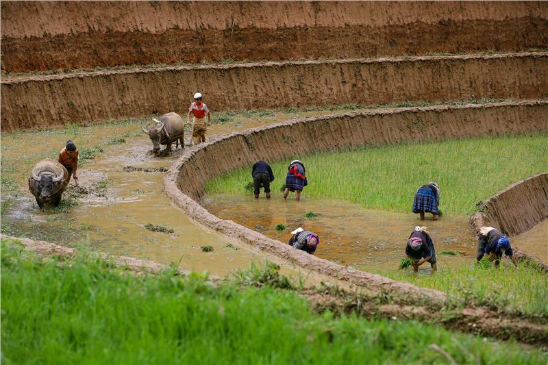 Mu Cang Chai - Local people grow rice