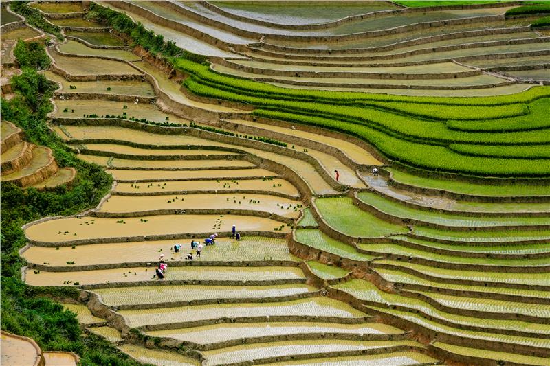 Mu Cang Chai - People grow rice