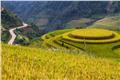 Stunning beauty rice terraces in Vietnam