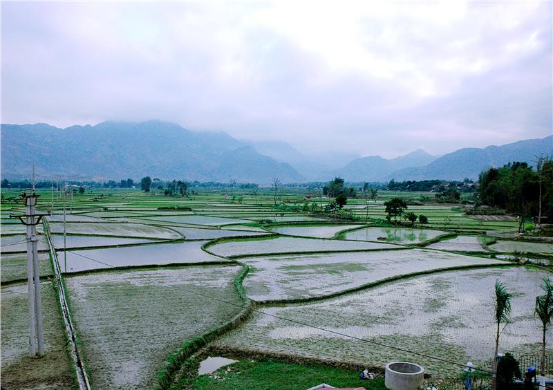 Muong Lo rice field, the second largest bowl of rice in Northwest
